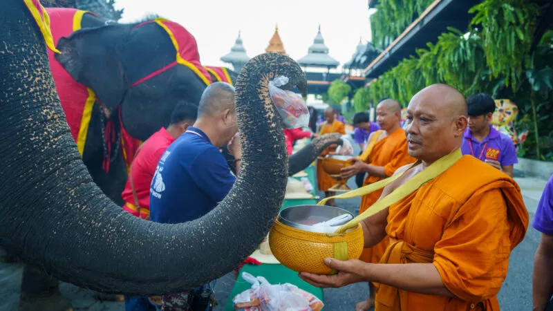 ช้างแสนรู้ สวนนงนุชพัทยานำช้าง 19 เชือก ทำบุญตักบาตรเนื่องในวันช้างไทย